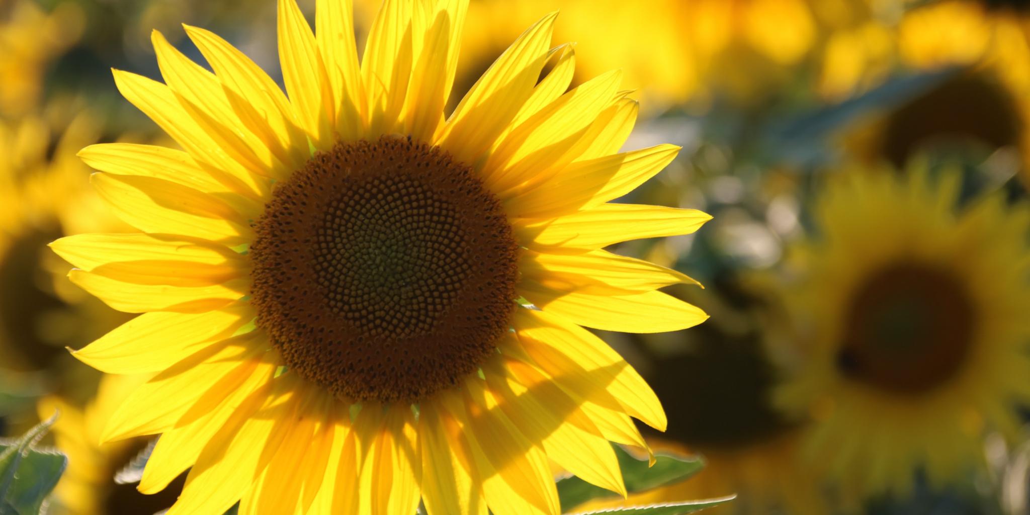 Sonnenblumenfeld