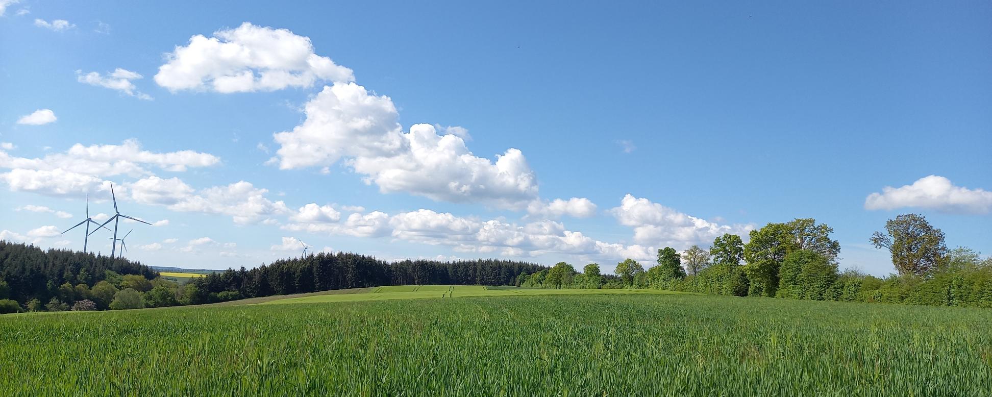 grüne Wiesen vor Wald und einem blauen Himmel