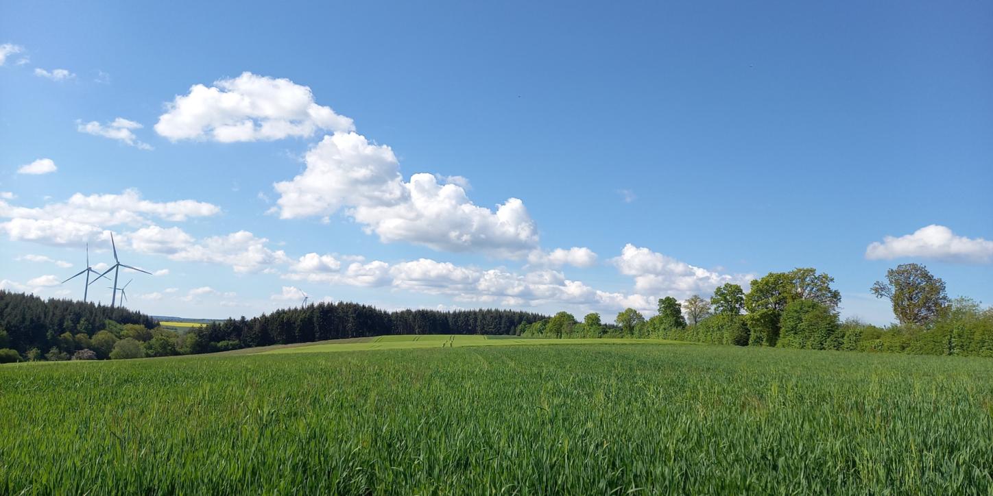grüne Wiesen vor Wald und einem blauen Himmel