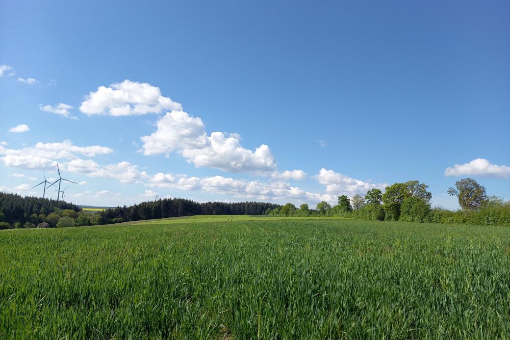 grüne Wiesen vor Wald und einem blauen Himmel