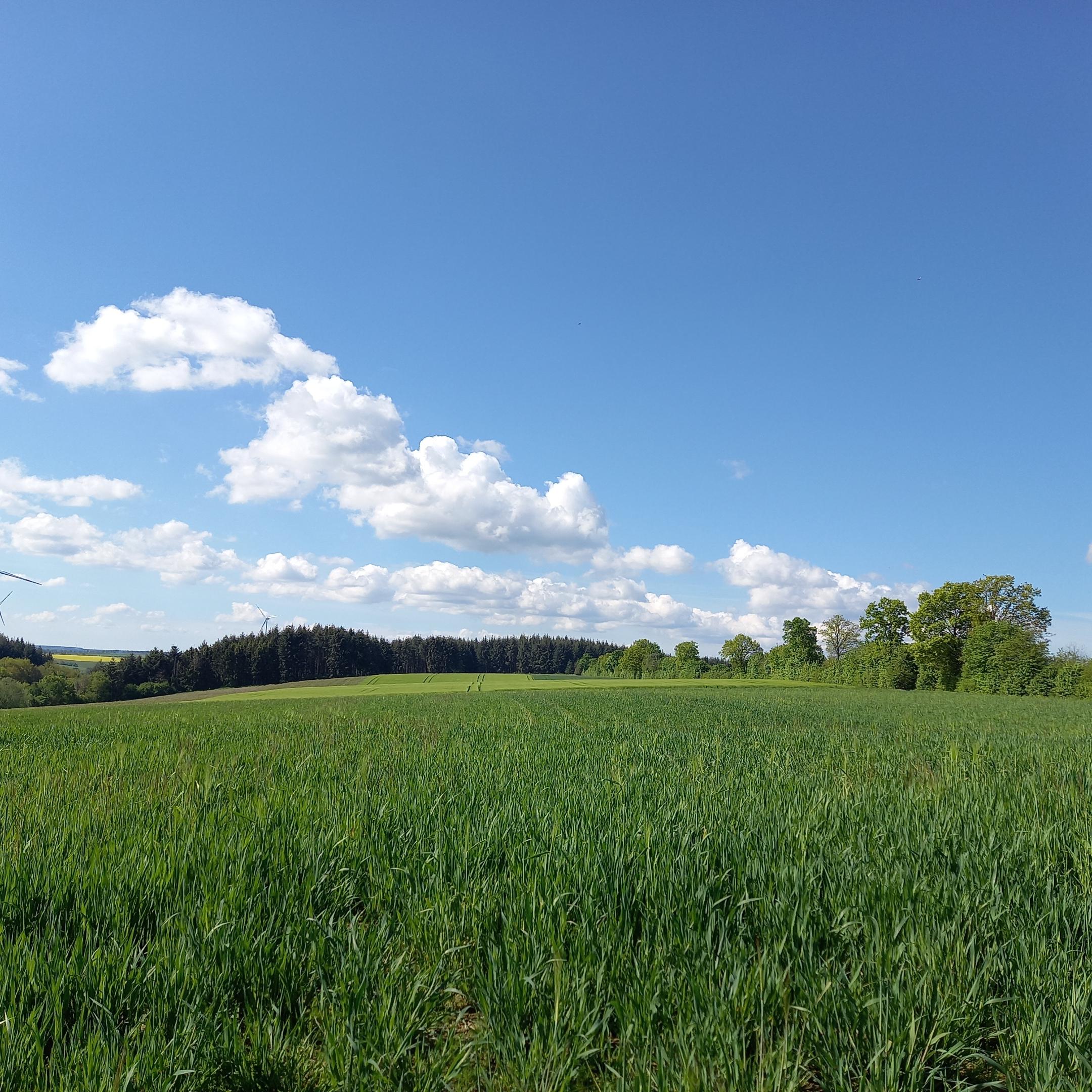 grüne Wiesen vor Wald und einem blauen Himmel