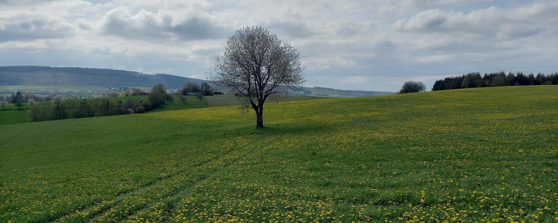 Ein Baum steh auf dem Feld vor dem Himmel mit Wolken