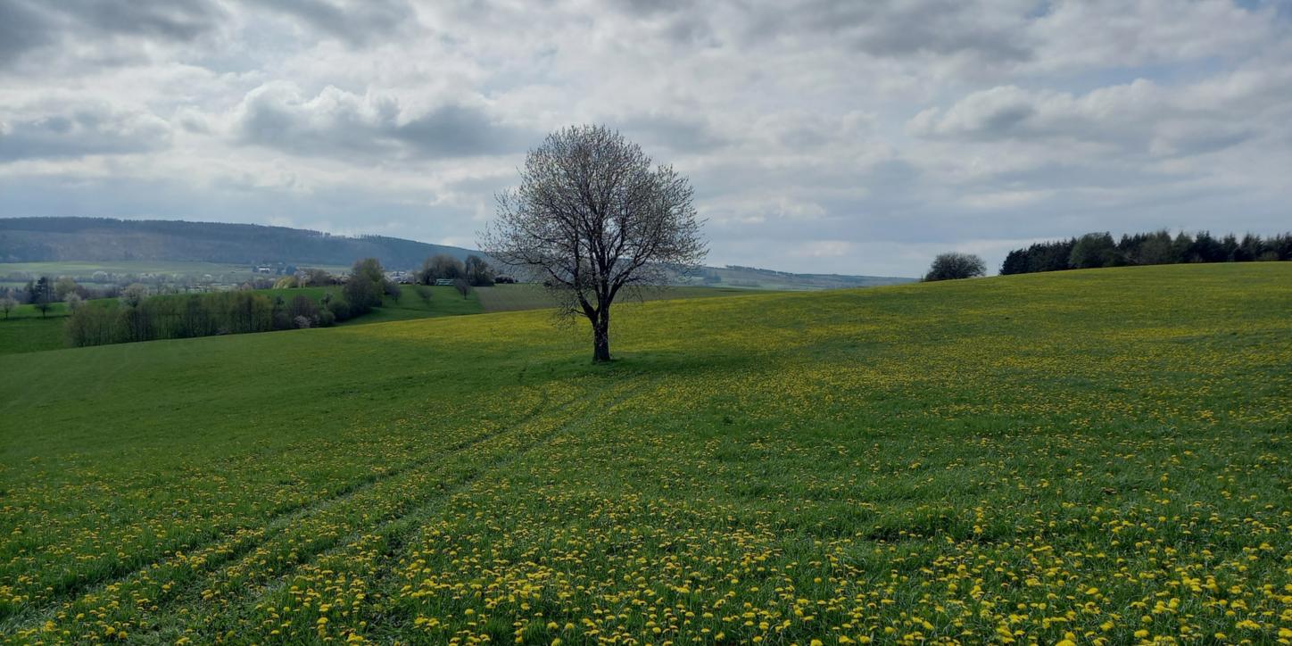 Ein Baum steh auf dem Feld vor dem Himmel mit Wolken