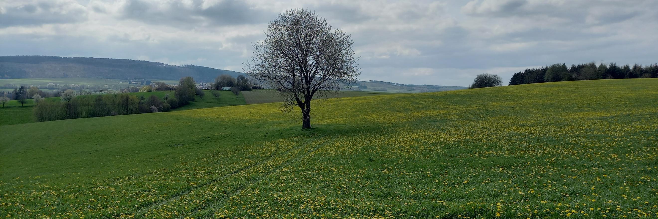 Ein Baum steh auf dem Feld vor dem Himmel mit Wolken