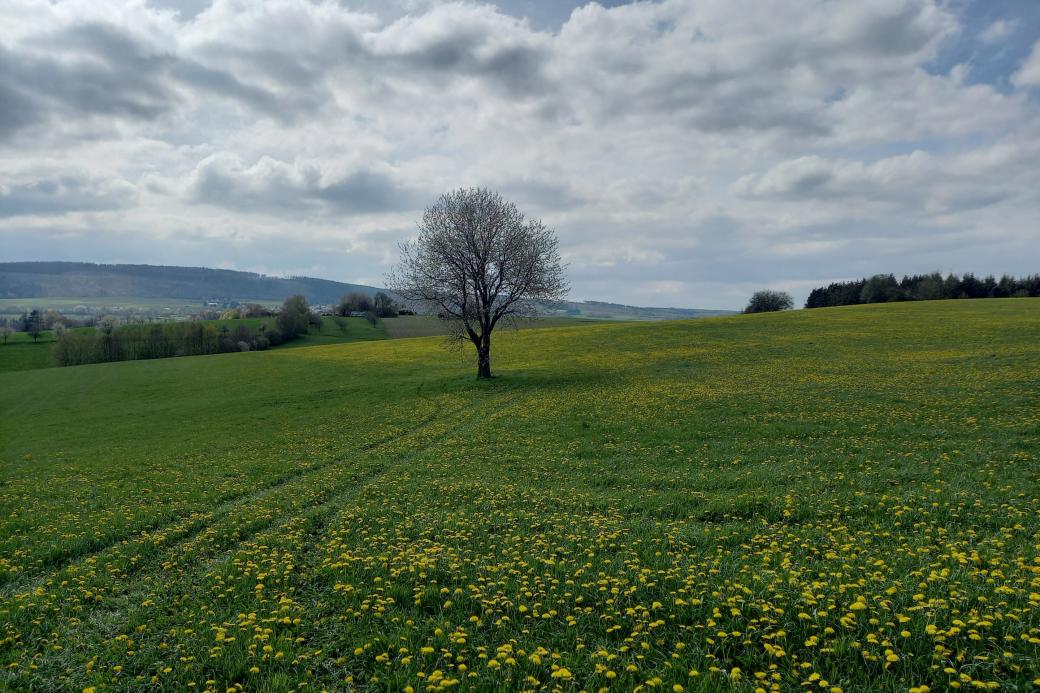 Ein Baum steh auf dem Feld vor dem Himmel mit Wolken