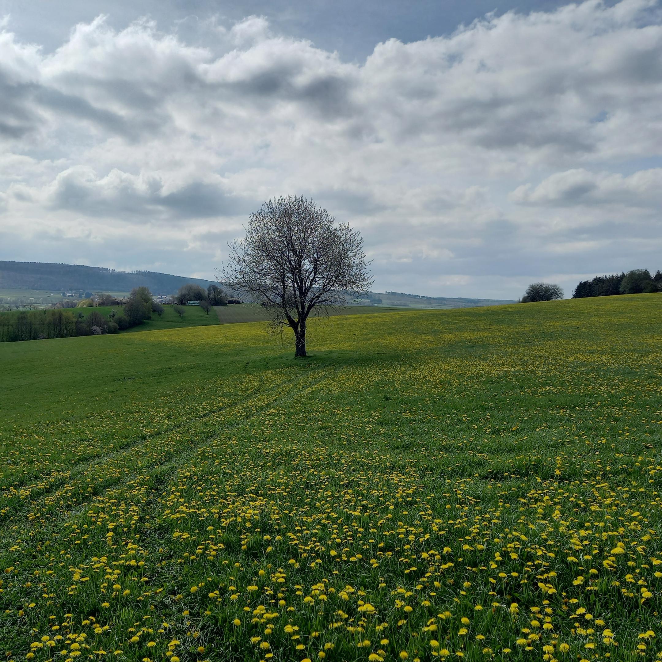 Ein Baum steh auf dem Feld vor dem Himmel mit Wolken