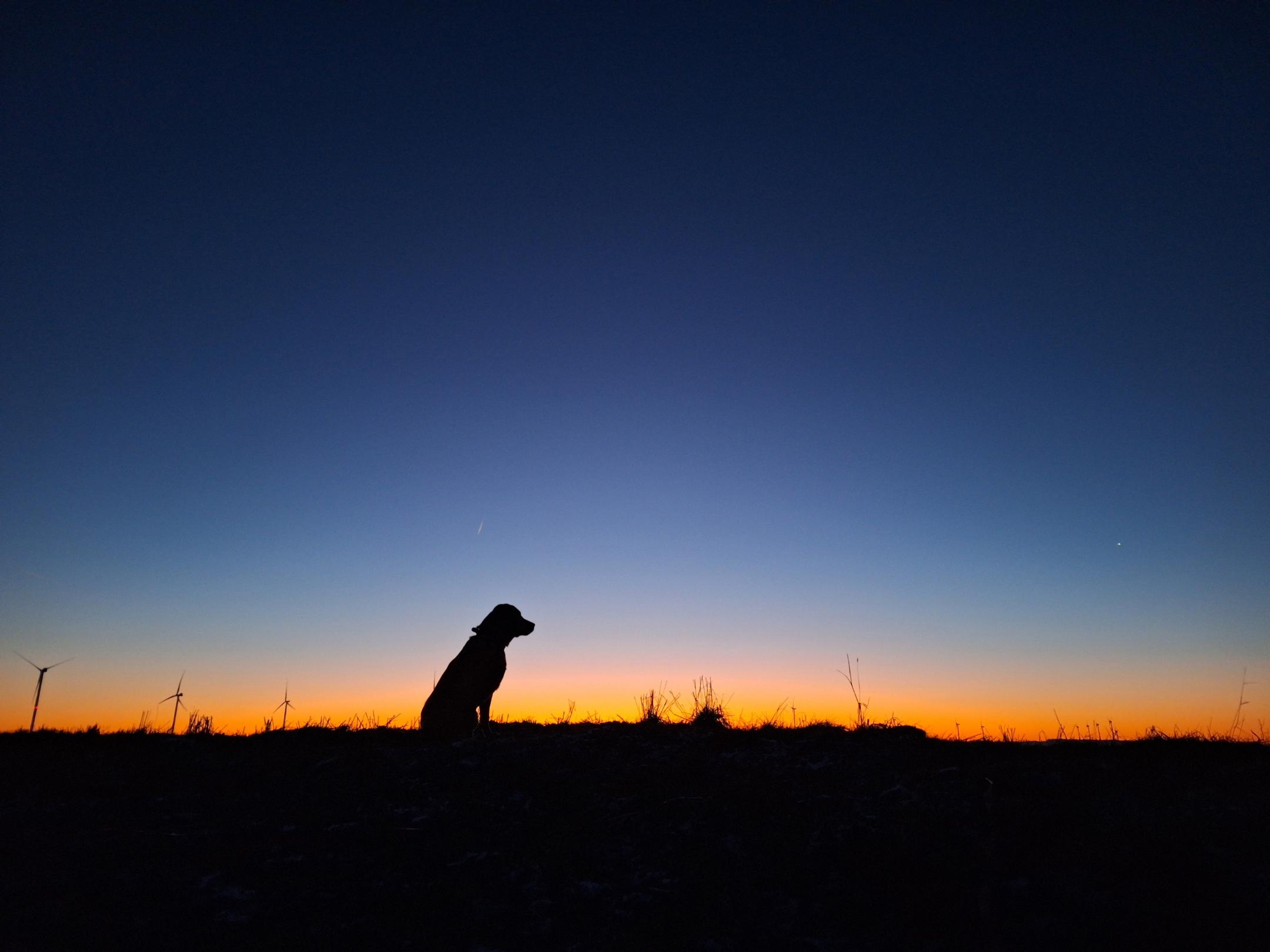 Ein Hund vor der aufgehenden Sonne