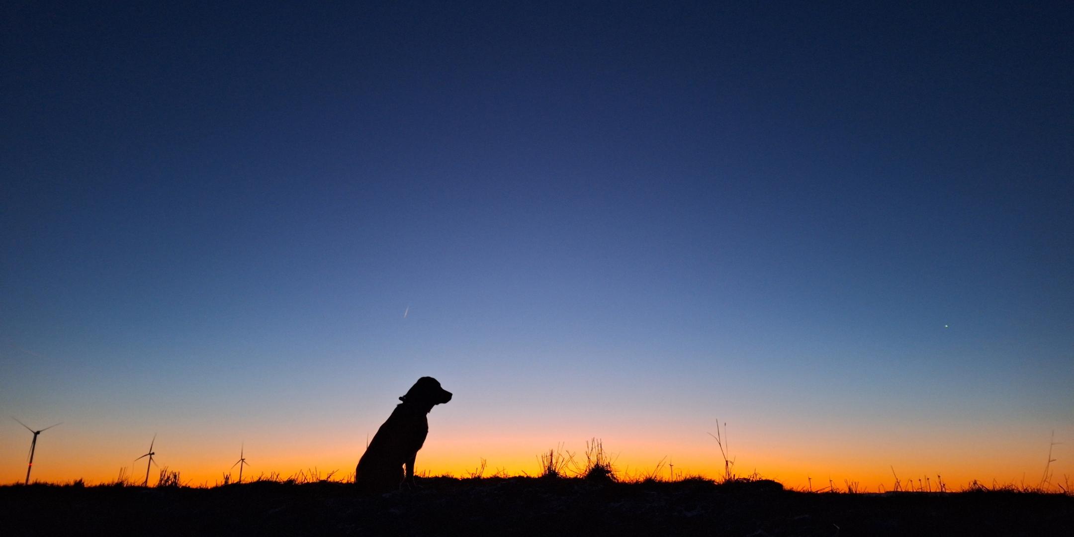 Ein Hund vor der aufgehenden Sonne