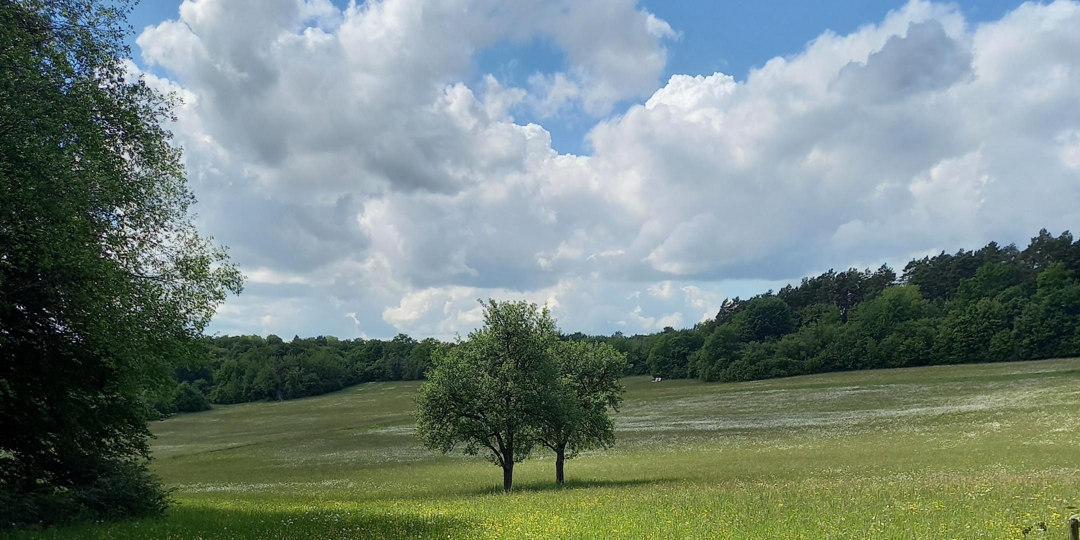 Eine Landschaft mit Wiesen, Bäumen und ein blauer Himmel mit einzelnen Wolken