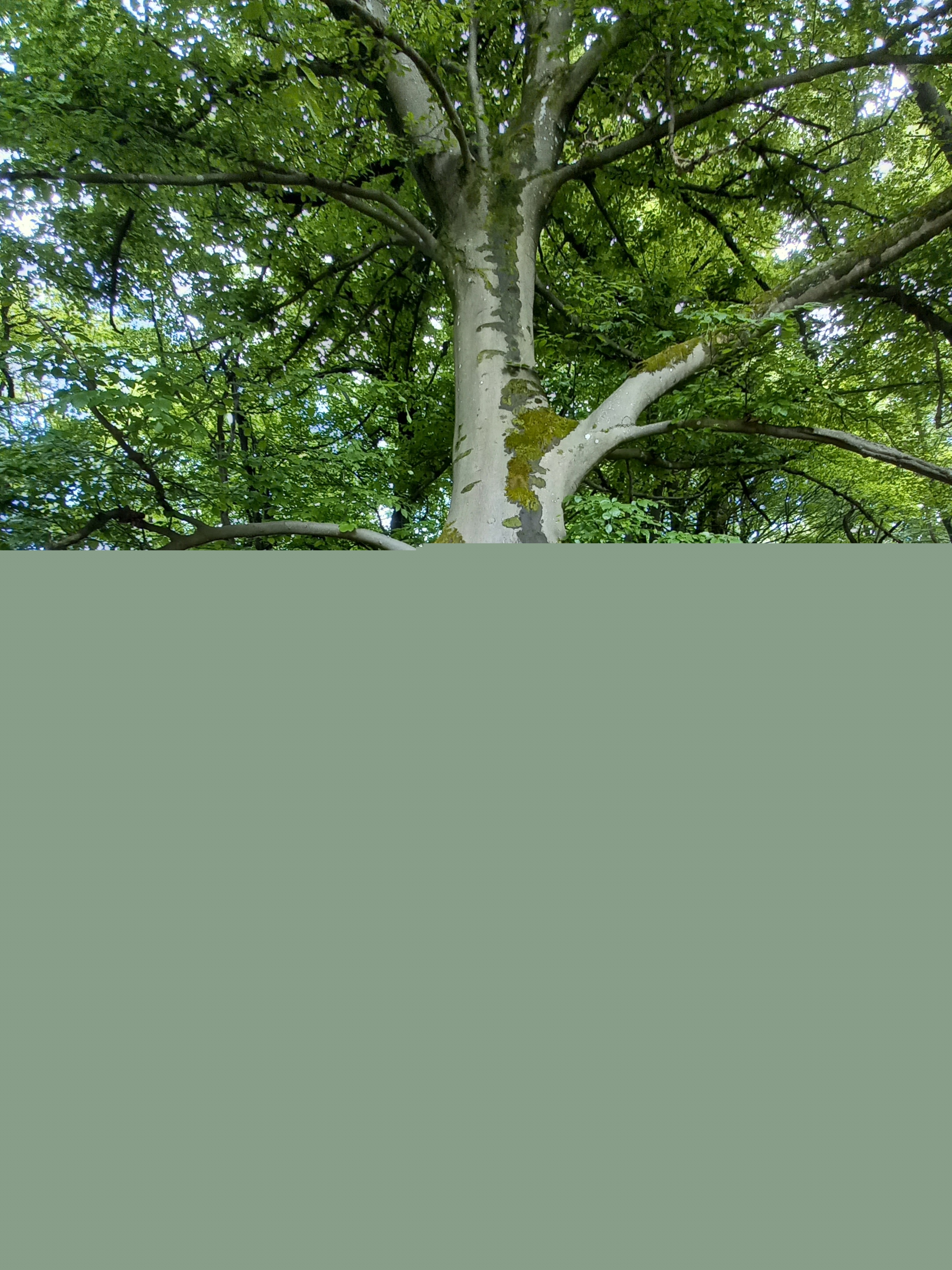 Dieser mächtige Baum über einem Graben fragte danach, wo man Halt findet. (c) Ute Keil Ein Baum mit Schild