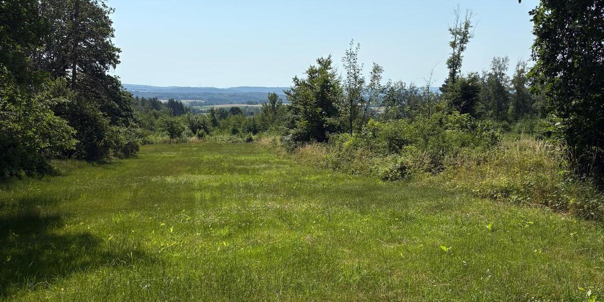 Wiese am Waldrand, im Vordergrund ein Weg, Bäume am Rand