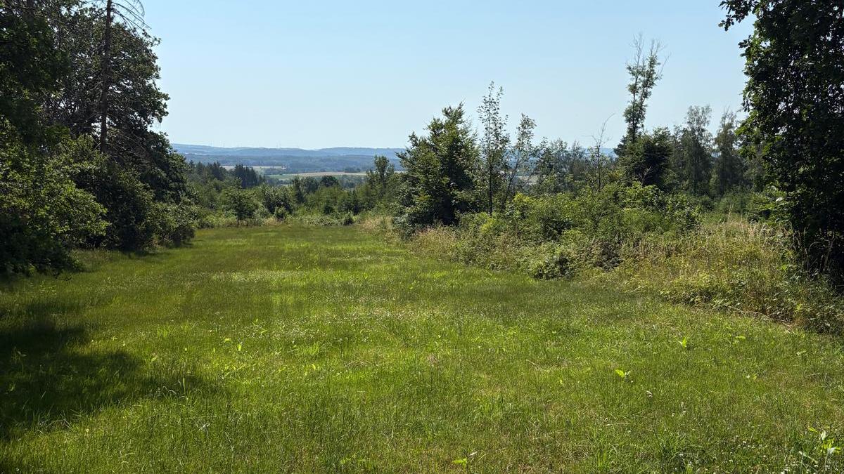 Wiese am Waldrand, im Vordergrund ein Weg, Bäume am Rand