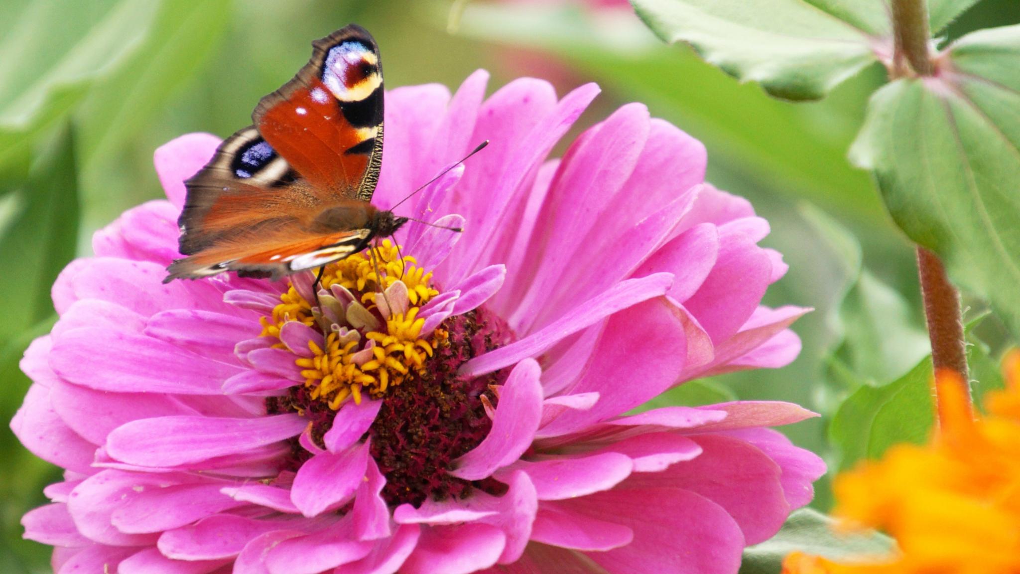 Eine Dalie mit einem Schmetterling