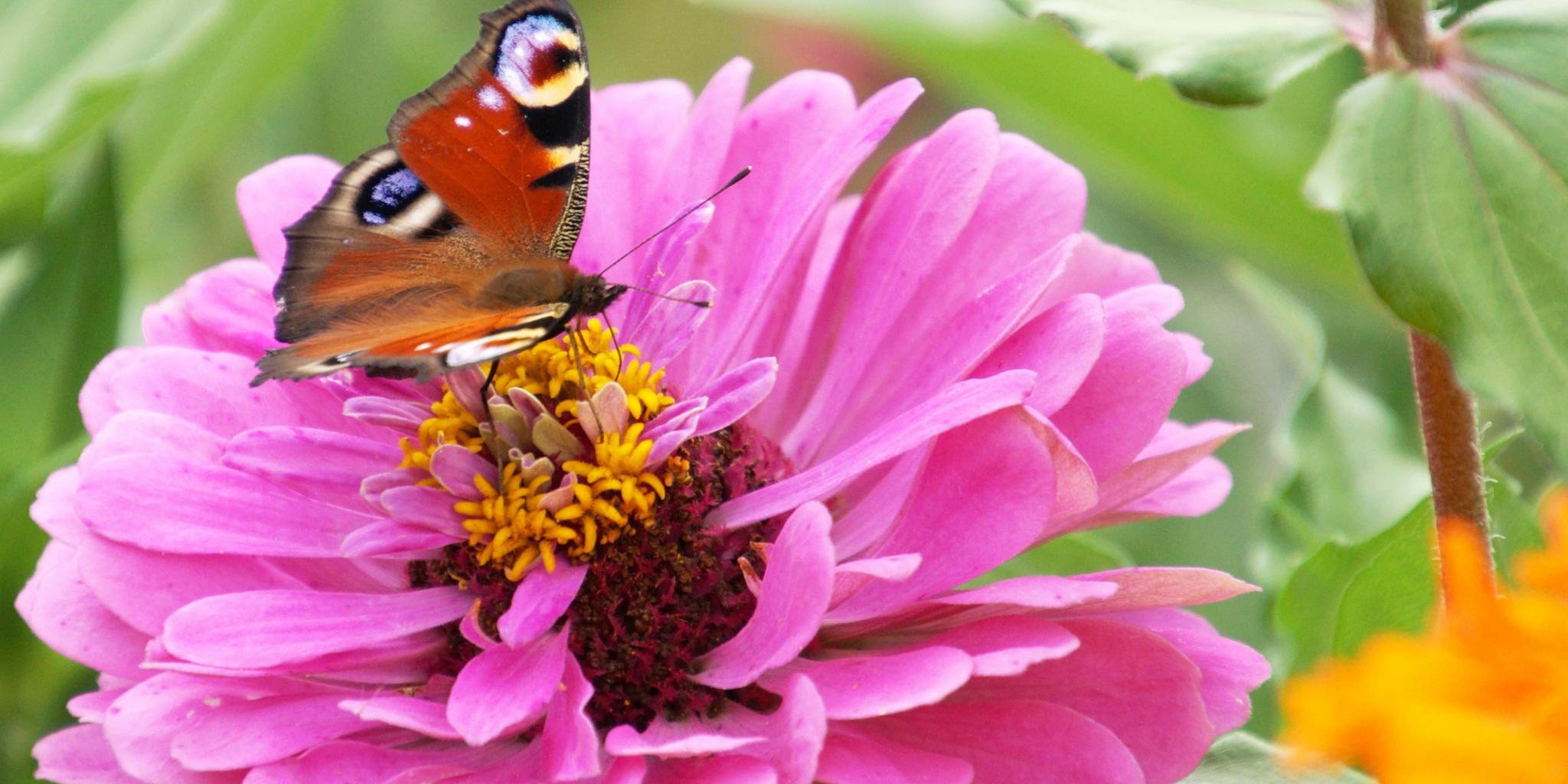 Eine Dalie mit einem Schmetterling