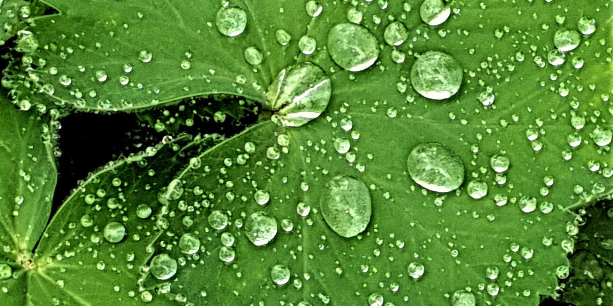 grünes Blatt mit Wassertropfen drauf