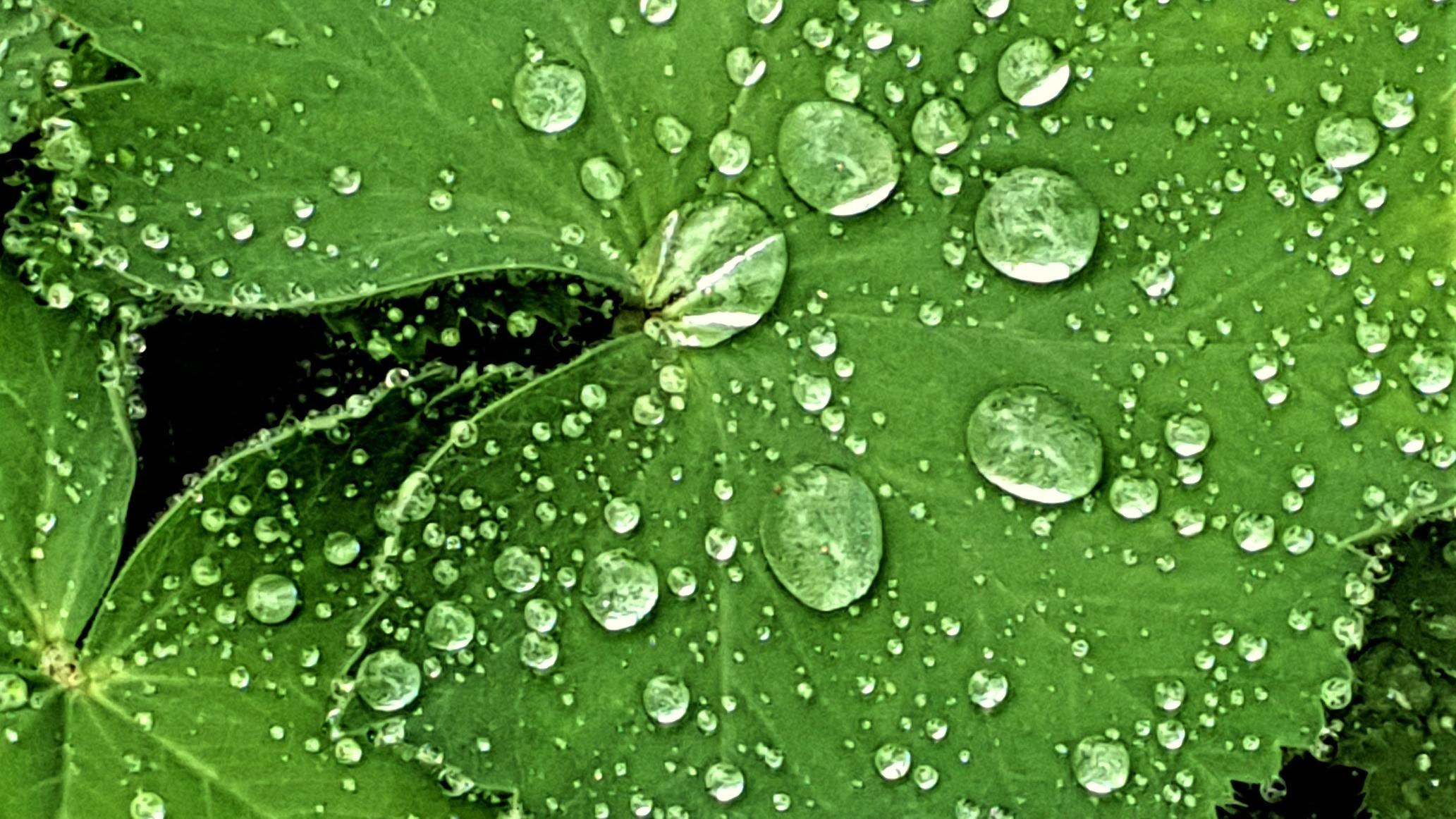 grünes Blatt mit Wassertropfen drauf
