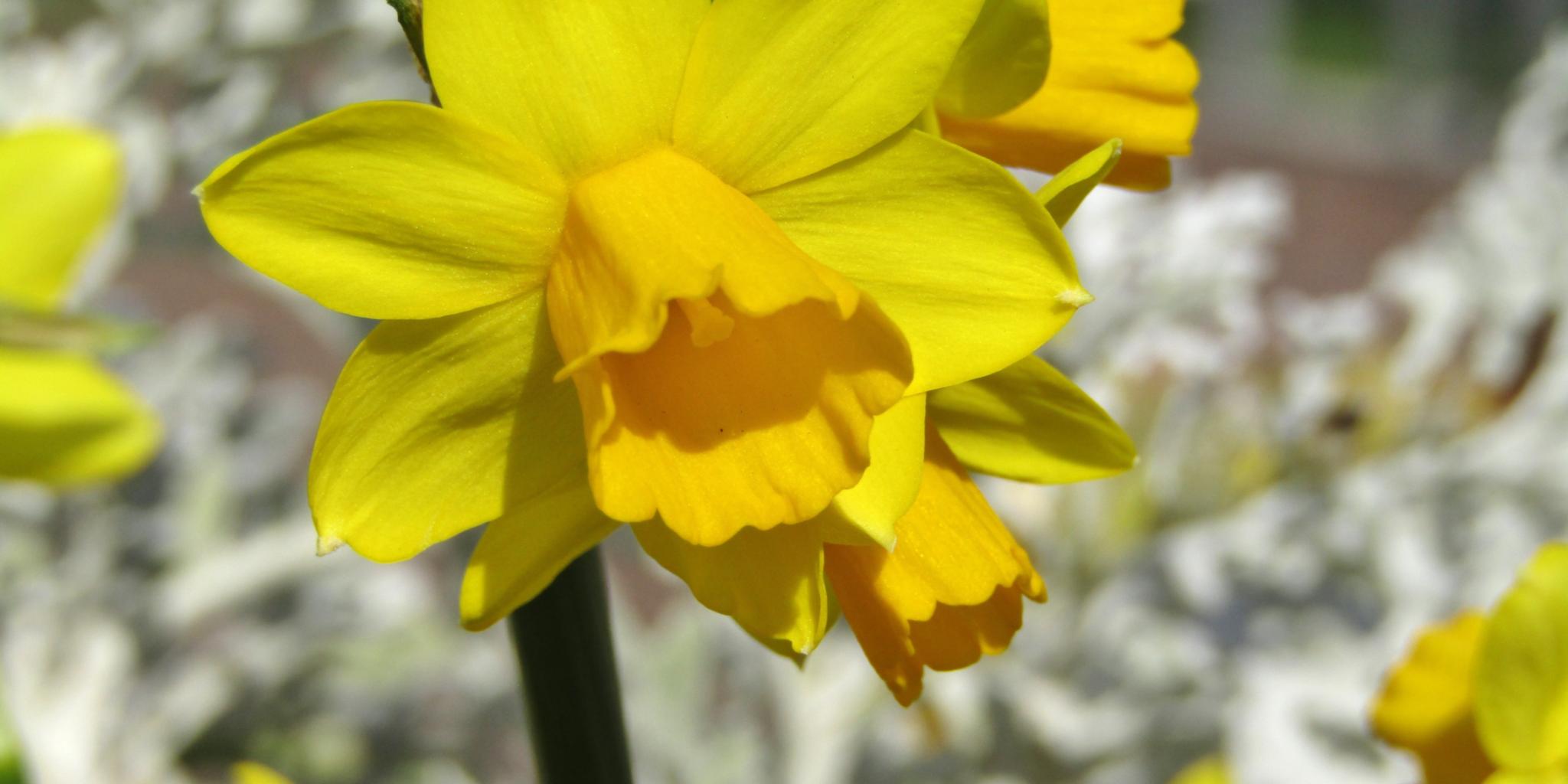 Eine Narzisse mit anderen weißen Blüten im Hintergrund