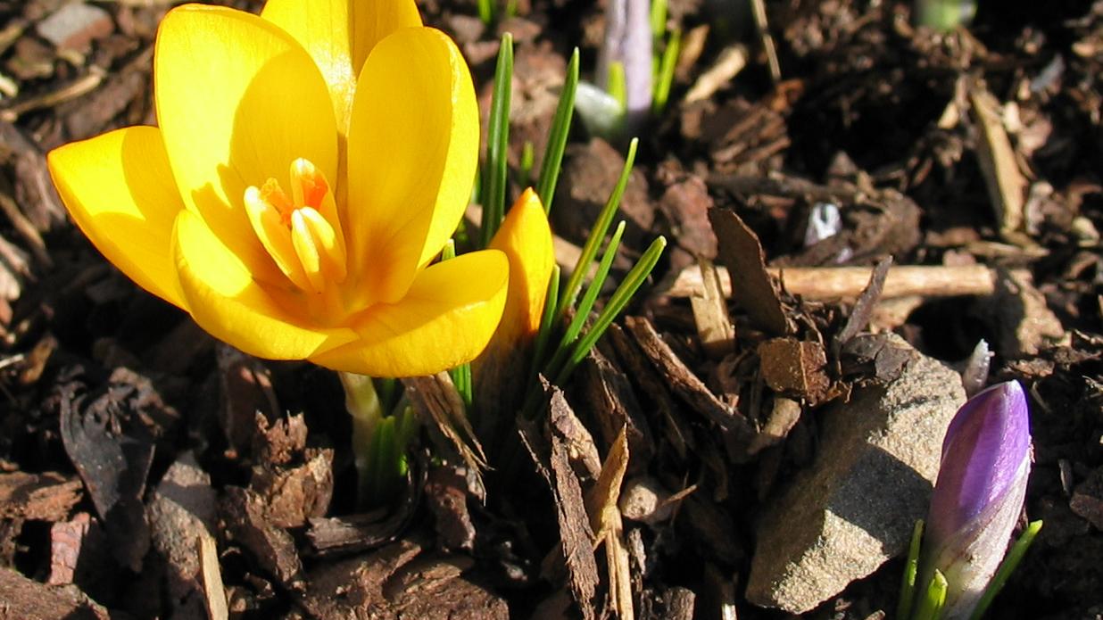 aufblühende Krokusse