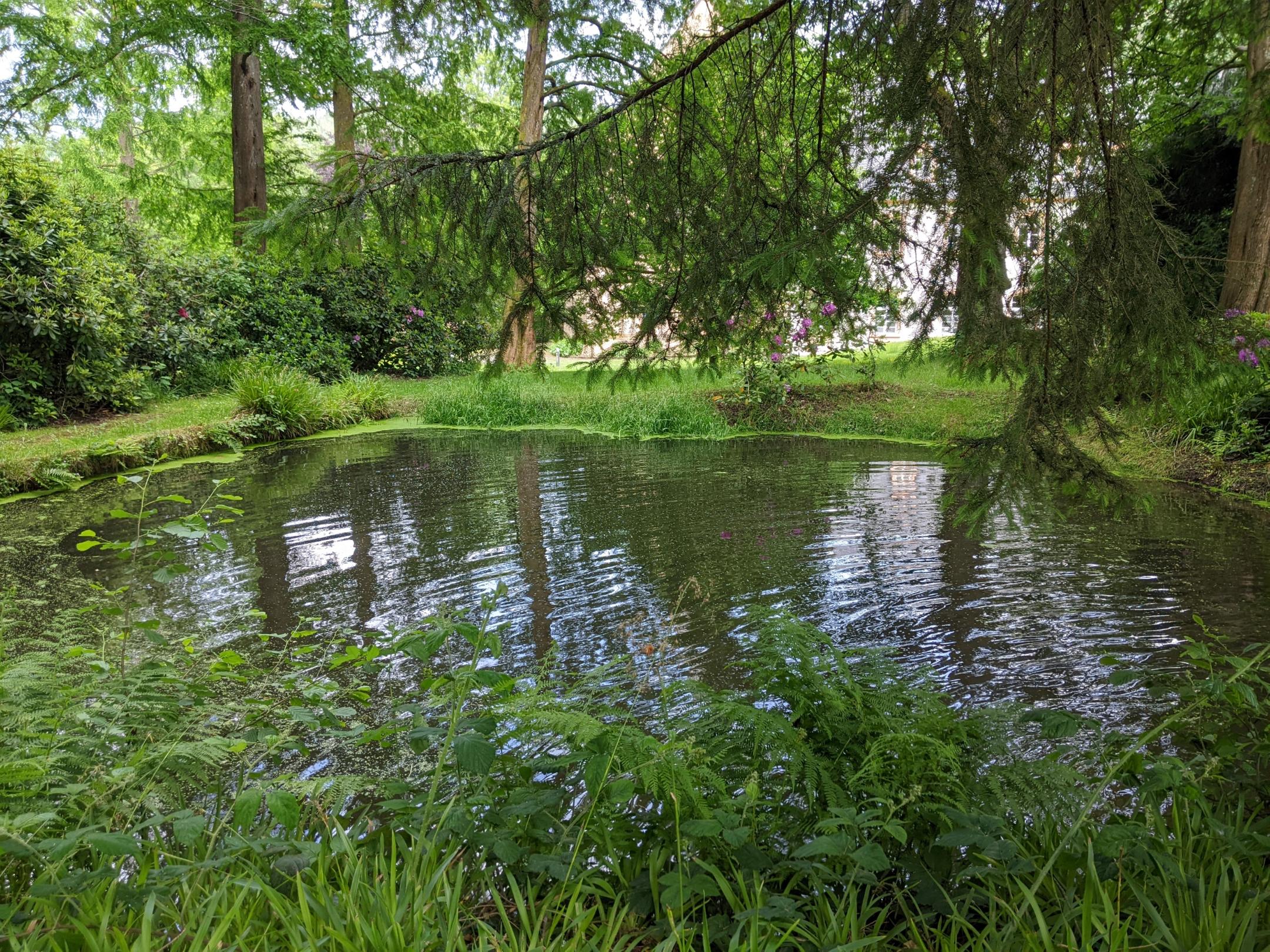 Ein See im Grünen