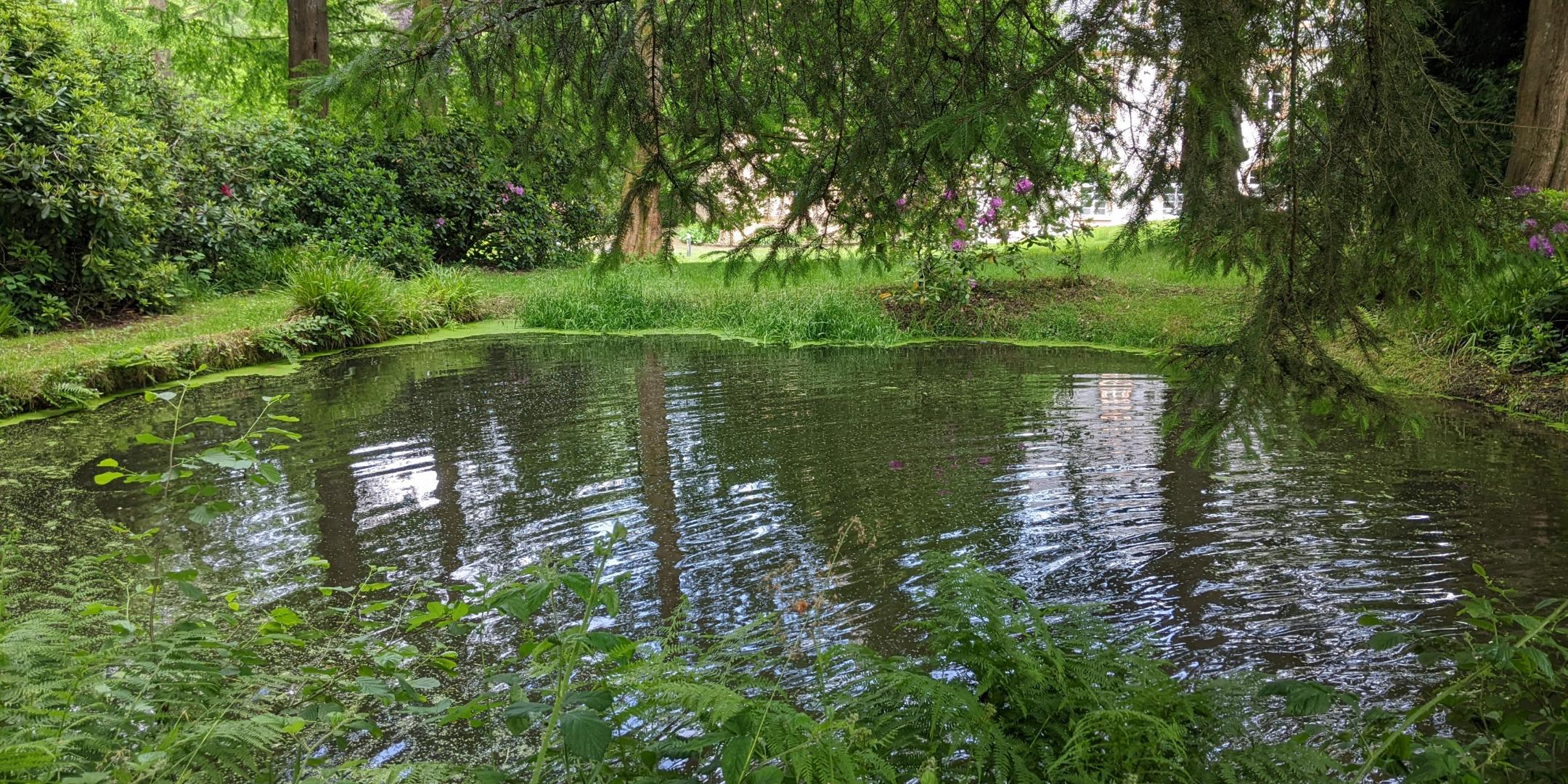 Ein See im Grünen