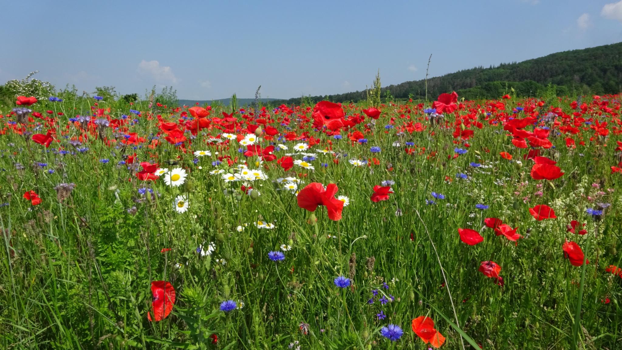 Ein Feld mit Sommerblumen