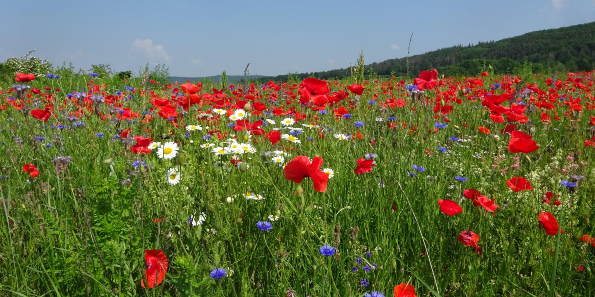 Ein Feld mit Sommerblumen
