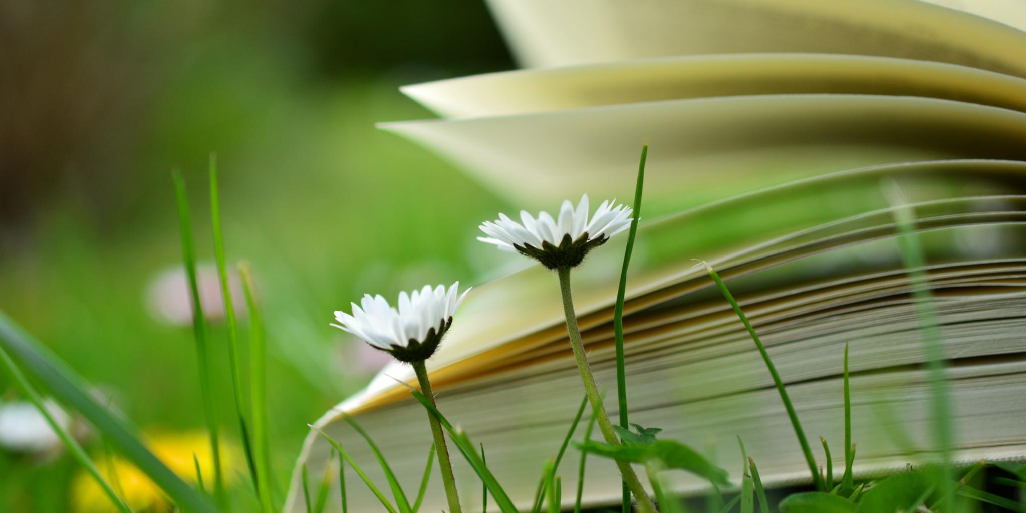 Ein Buch liegt in der Wiese