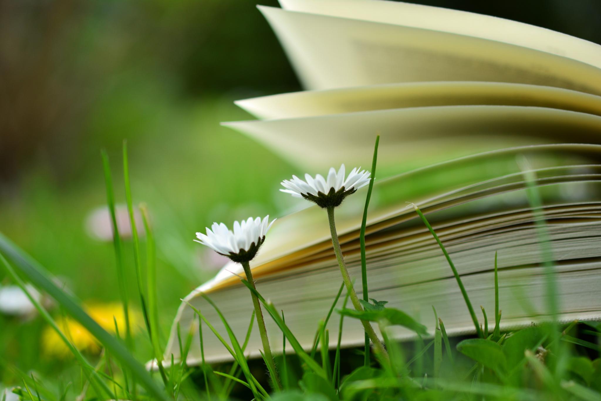Ein Buch liegt in der Wiese