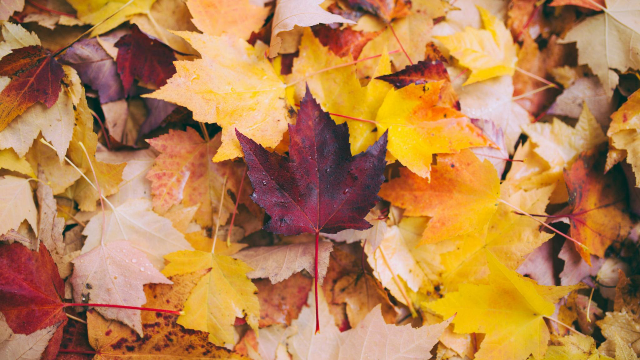 Herbst