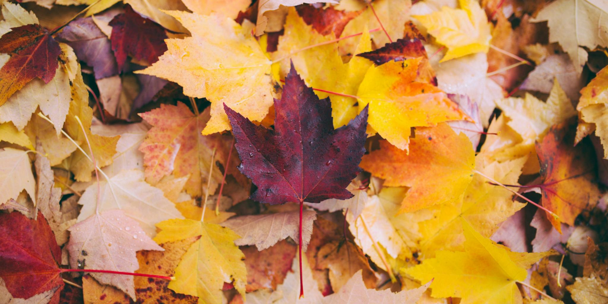 greg-shield-kAc0En1s1h8-unsplash (c) Greg Shield Herbst