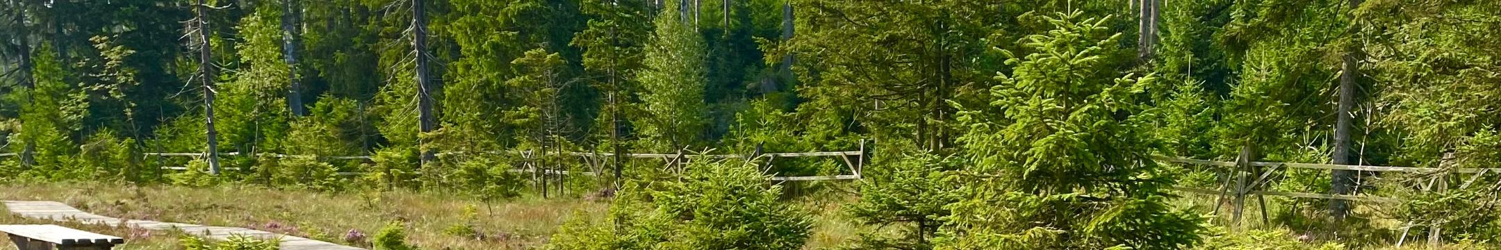 man sieht einen Holzsteg im Moor