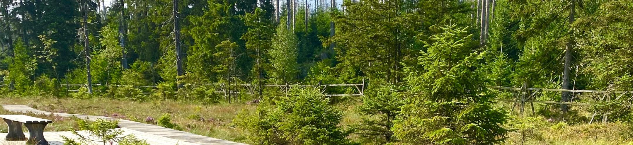 man sieht einen Holzsteg im Moor