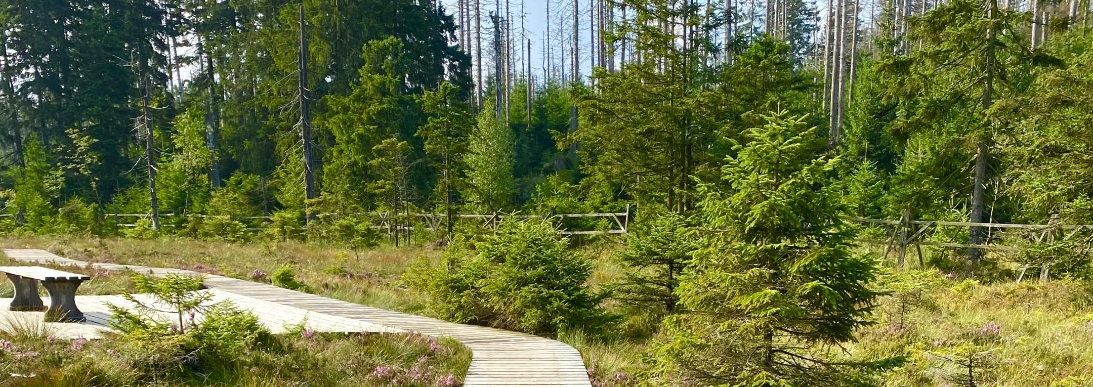 man sieht einen Holzsteg im Moor