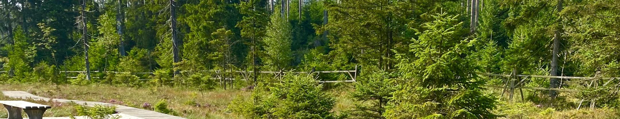 man sieht einen Holzsteg im Moor