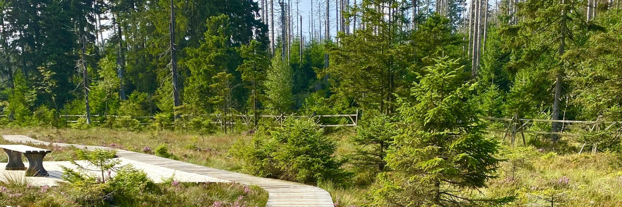 man sieht einen Holzsteg im Moor