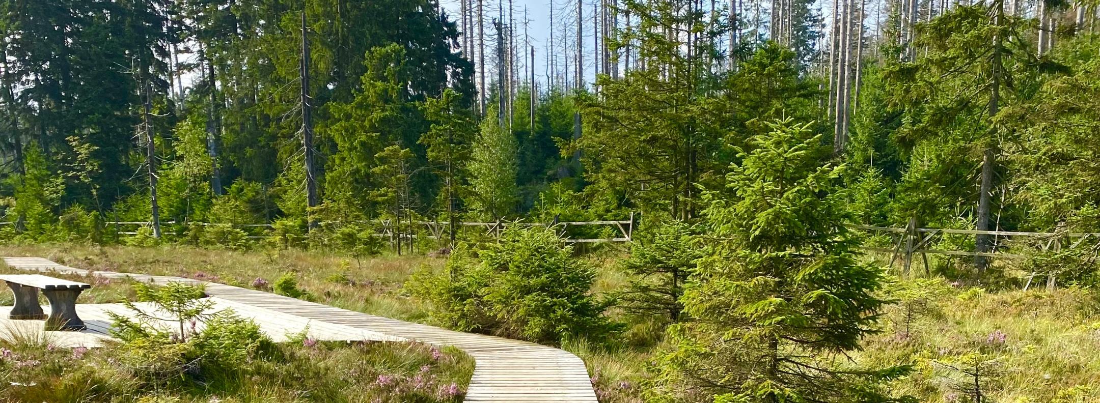 man sieht einen Holzsteg im Moor