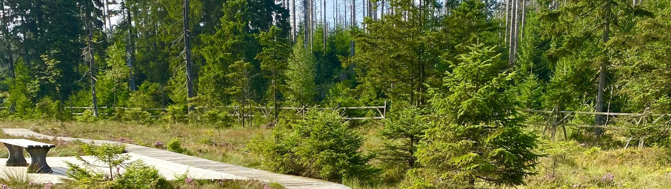 man sieht einen Holzsteg im Moor