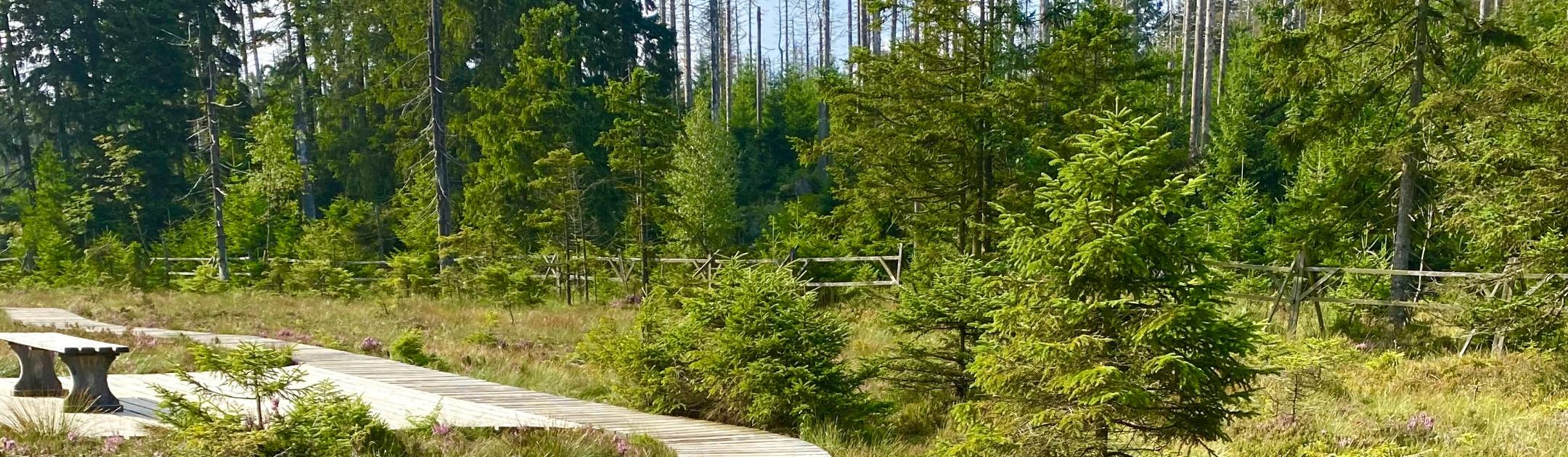 man sieht einen Holzsteg im Moor
