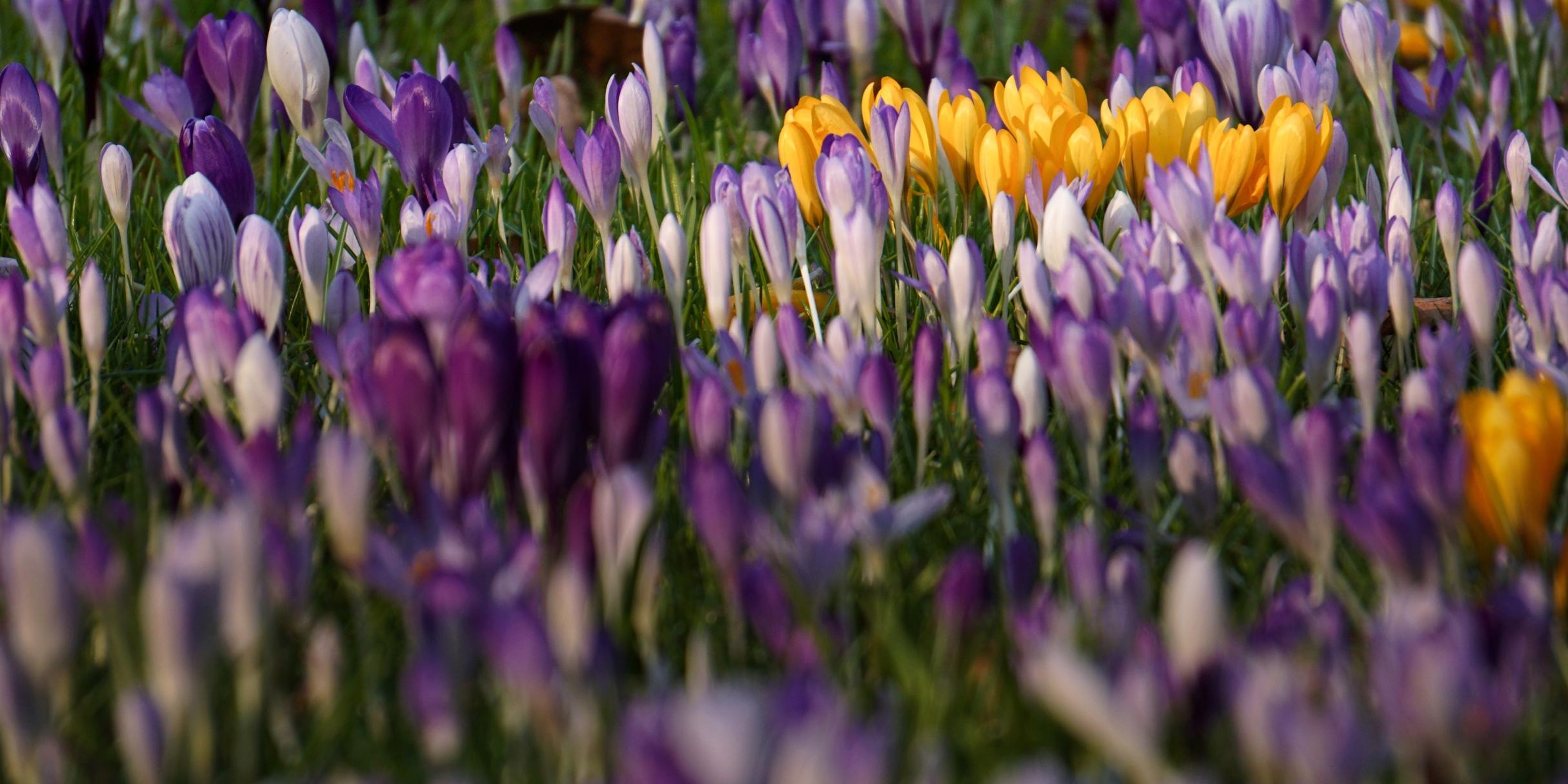 Wiese mit Krokussen