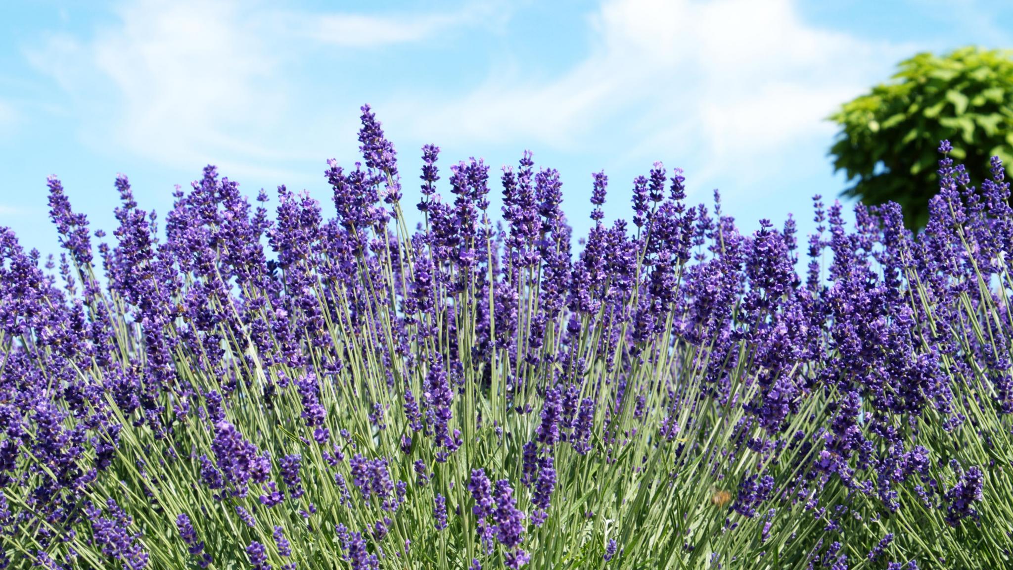 ein großes Beet mit blühendem Lavendel