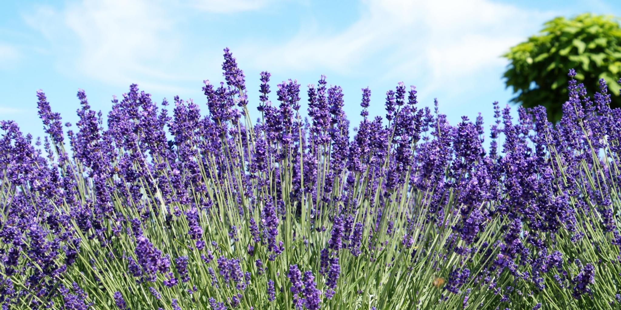 ein großes Beet mit blühendem Lavendel