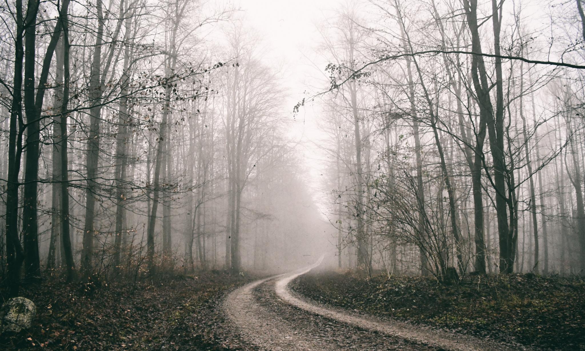 ein Waldweg im Nebel