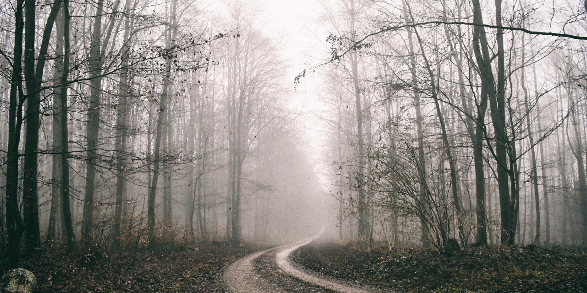 ein Waldweg im Nebel