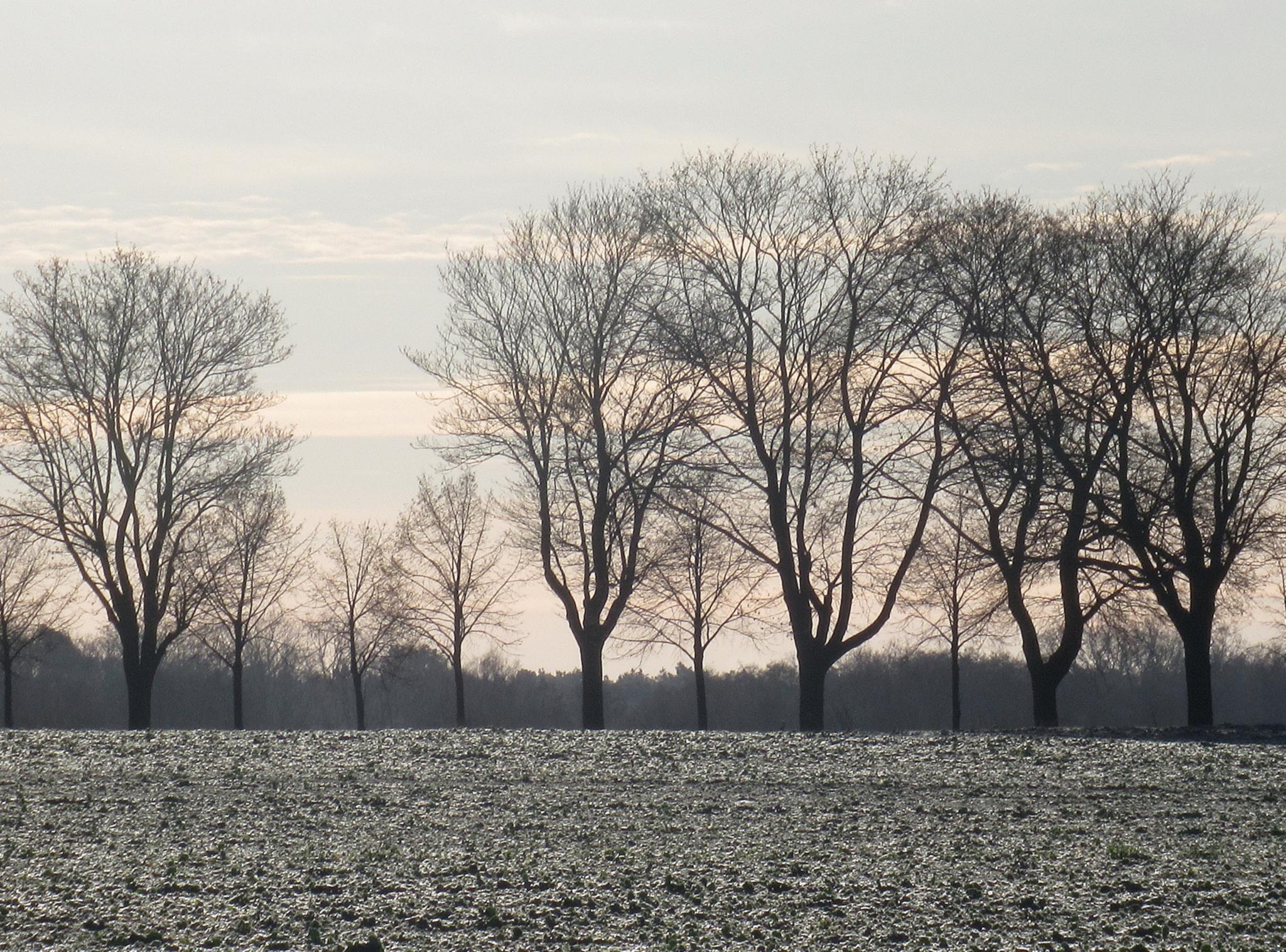 Winterbild mit Bäumen im Nebel