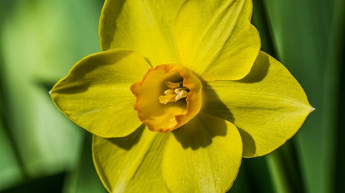 Eine Narzisse in Großaufnahme