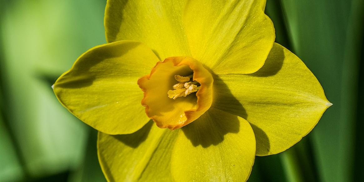 Eine Narzisse in Großaufnahme