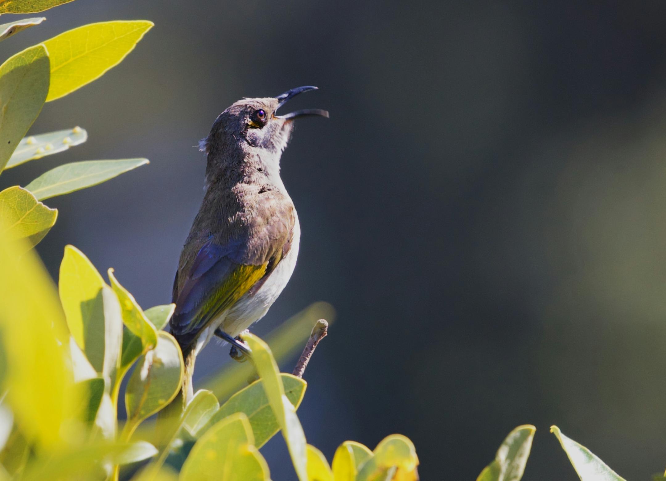 singender Vogel