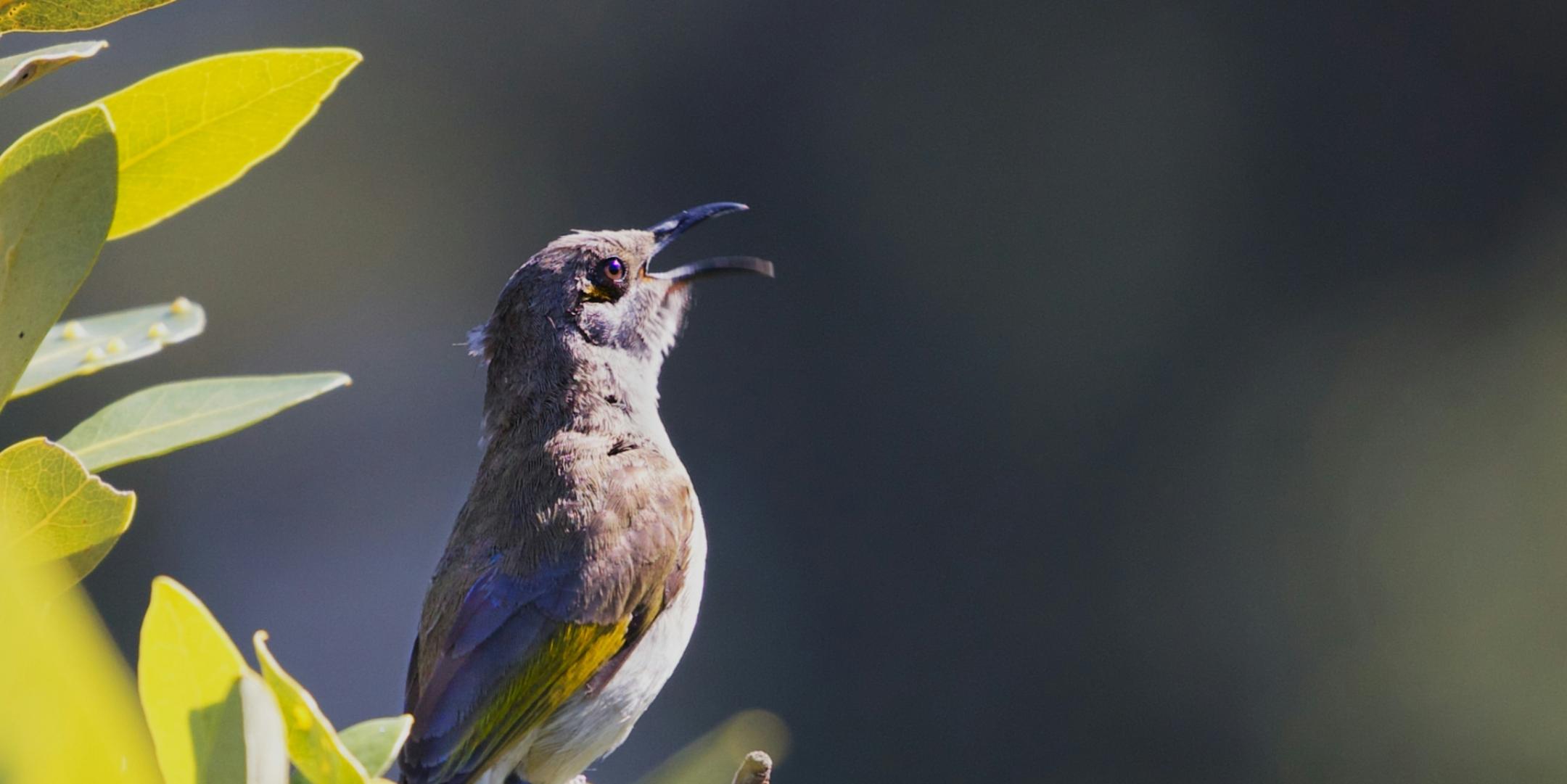 singender Vogel